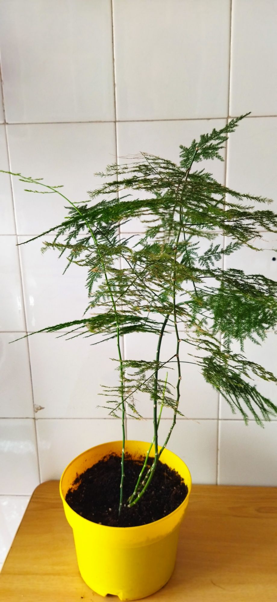 Plantas naturais