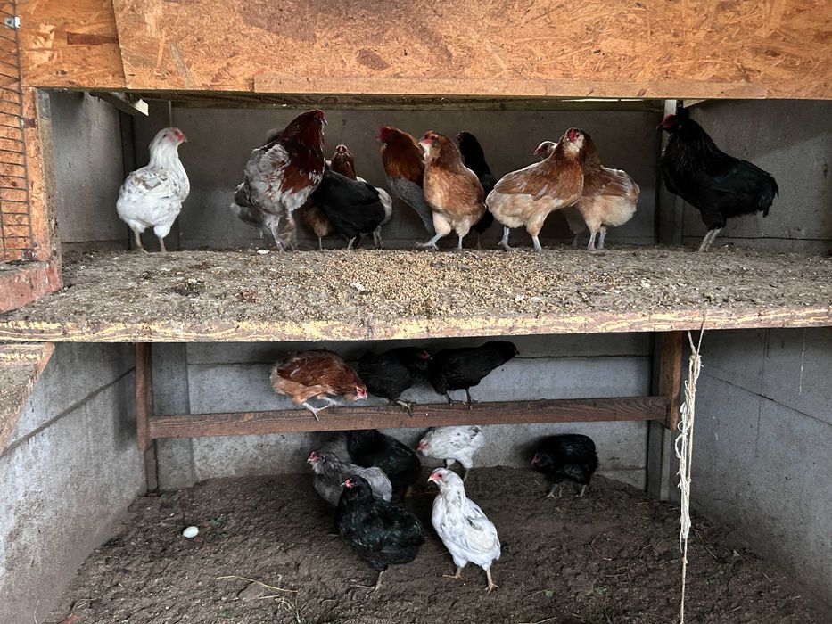 kury araukany bezogoniaste