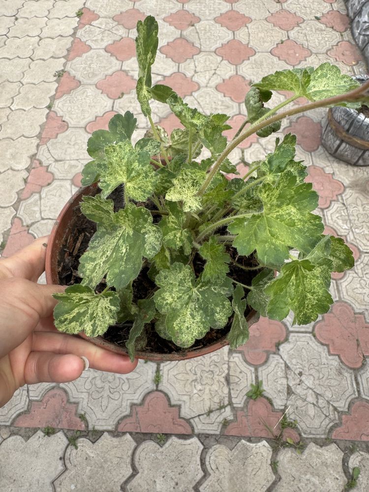 Гейхера,кустик,продам