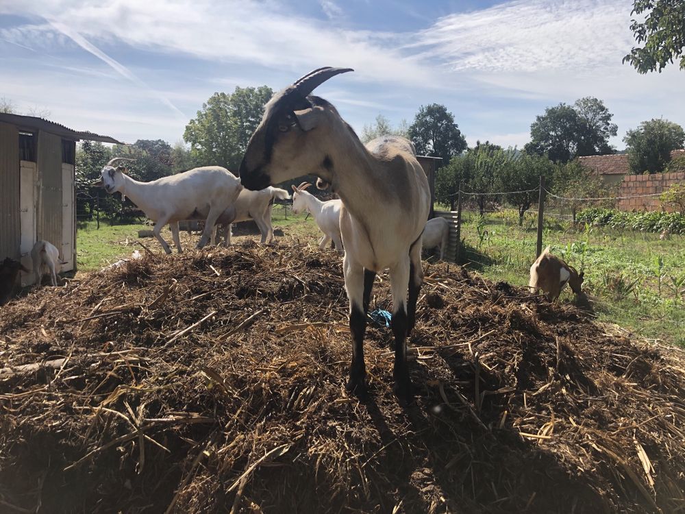 Cabras de otima qualidade para produção de leite (preço por animal)