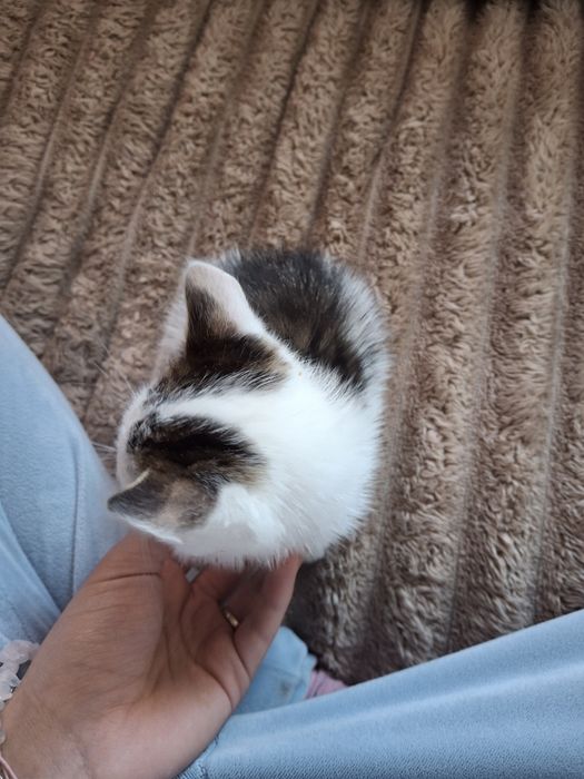 Кошенятко, дівчинка, безкоштовно