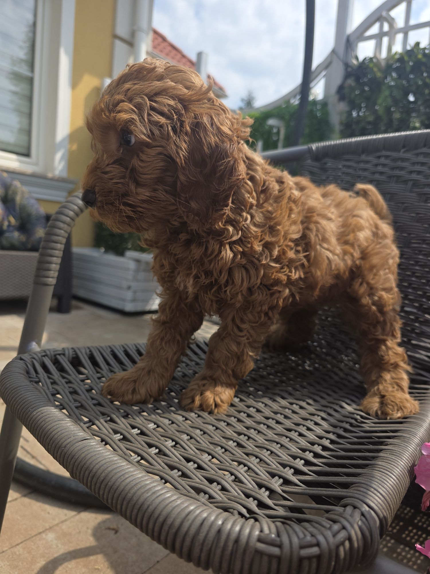 Cockapoo samczyk cocker spaniel I pudel