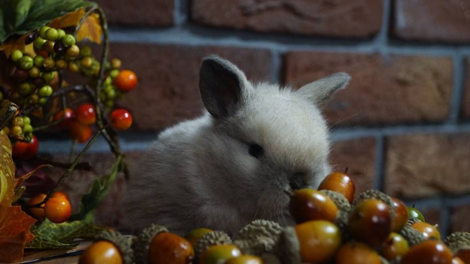 Mini Lop Baranek Miniaturowy Miniaturka Hiszpania Anglia metryka