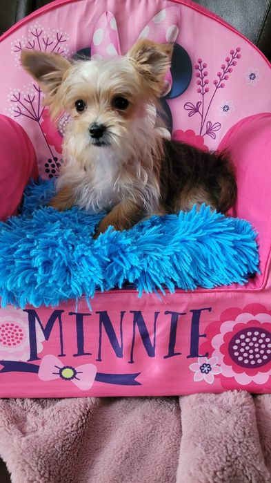 York maleńki piesek z wyprawką