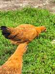 Ayam Ketawa młode