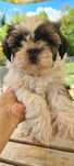 Shih tzu piękny srebrny kolor, piesek dla alergików bo one mają włos