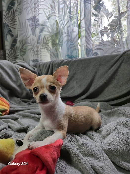 Cudowna dziewczynka Chihuahua