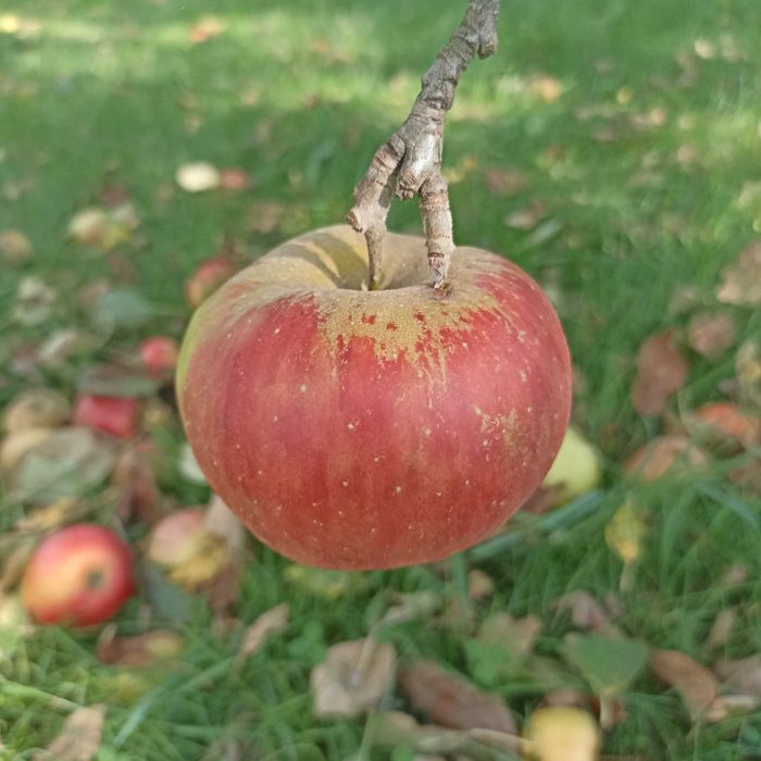 Jabłka naturalne ze starego sadu 15kg stare odmiany niepryskane mix