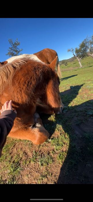 garanhao de quase 3,5 anos