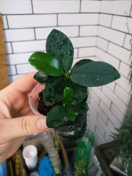 фікус грін ісланд, Ельдорадо, альбомаргіната