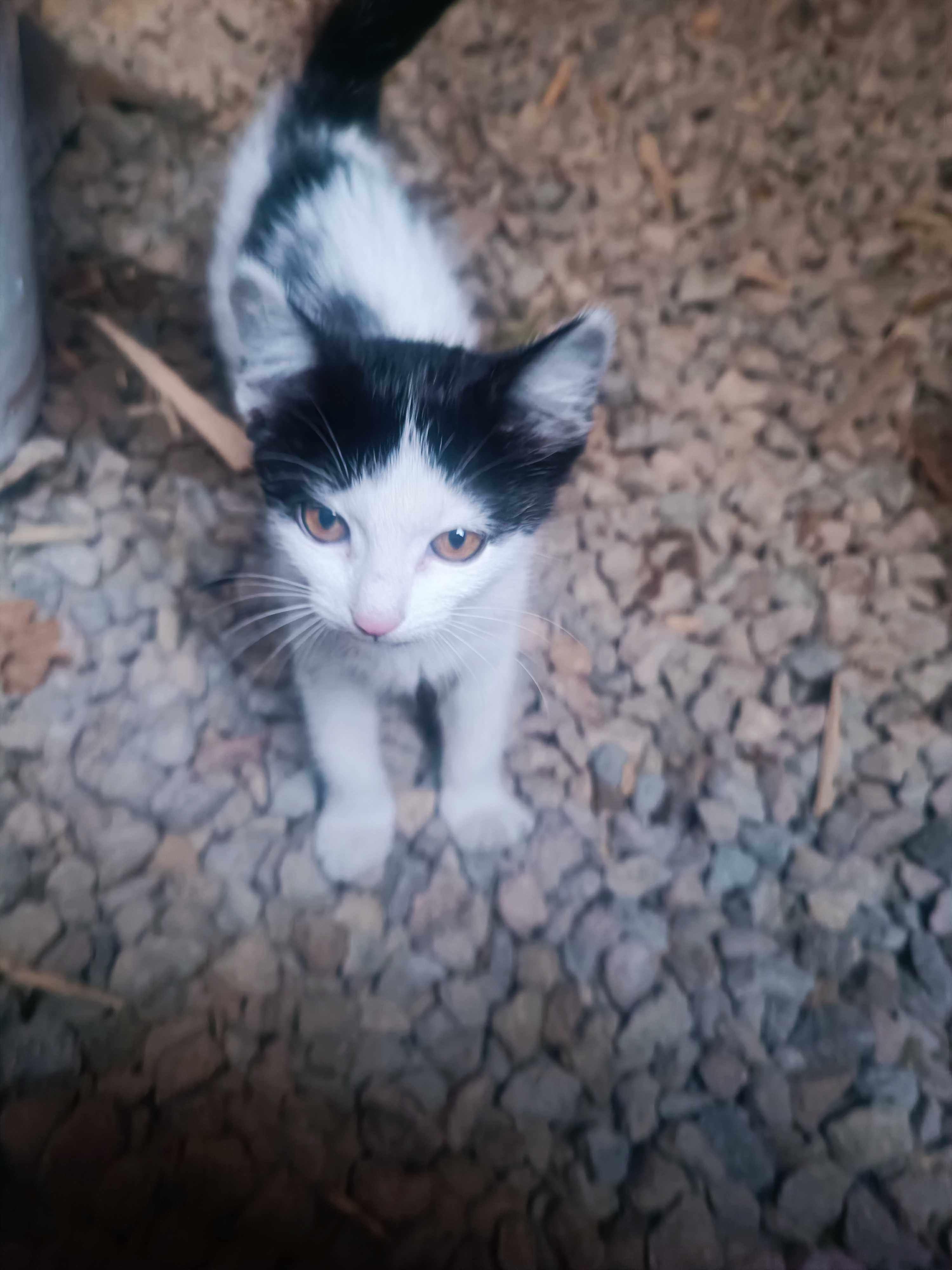 Oddam za darmo dwa kotki