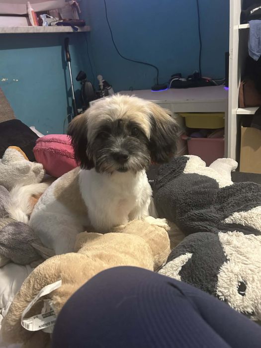 Shitsu mieszany oddam