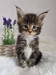 Maine Coon kocurek, rodowód FPL