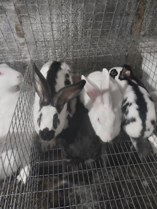 Самці та самки 2-4 місяці. Термонці та мішані.