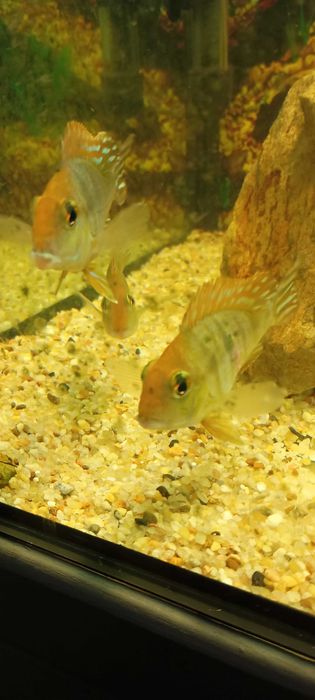 Ziemiojad Red Head Tapajos.