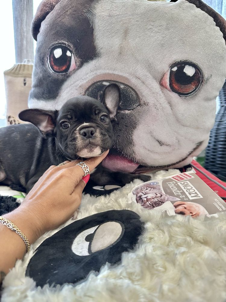 Bulldog macho top