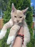 Wyjątkowy kocurek Maine Coon