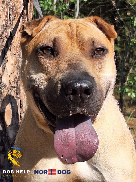 Мікс шарпея та пітбуля Санні шукає дім!