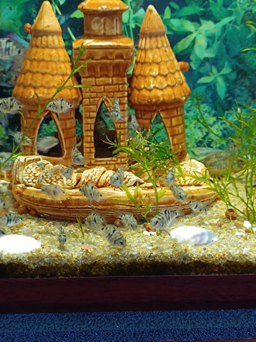 Рибки Сапфіровий Попугай