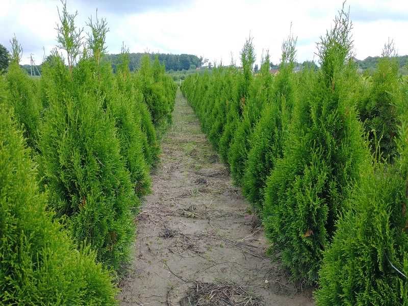 Tuja Szmaragd 100,120,140,150 cm! Thuja Smaragd! Sadzimy! Tuje! Dowóz!