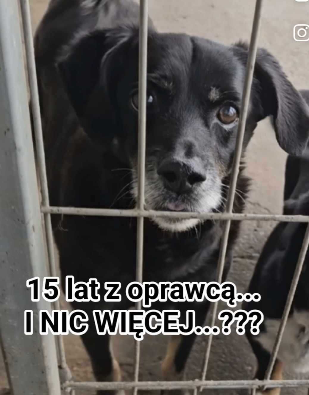 15 LETNI JÓZIO trafił do schroniska i się załamał