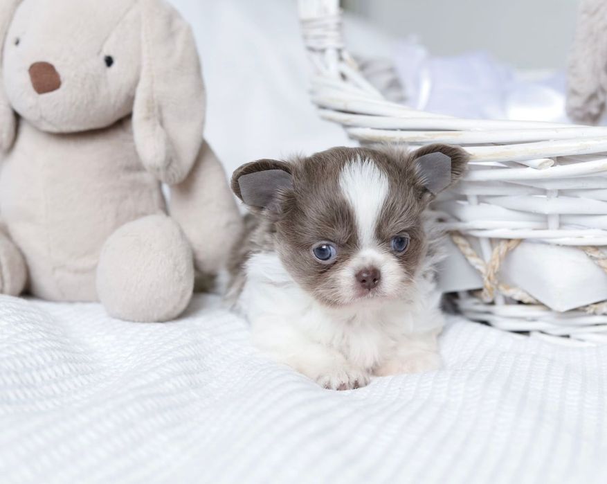 Xxxs chihuahua FCI chłopak