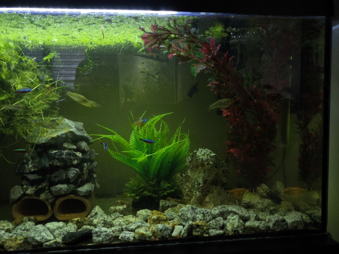 Akwarium 80l + osprzęt