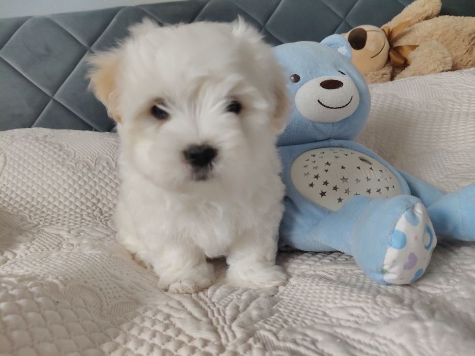 Coton de Tulear szczenię o imieniu Figo
