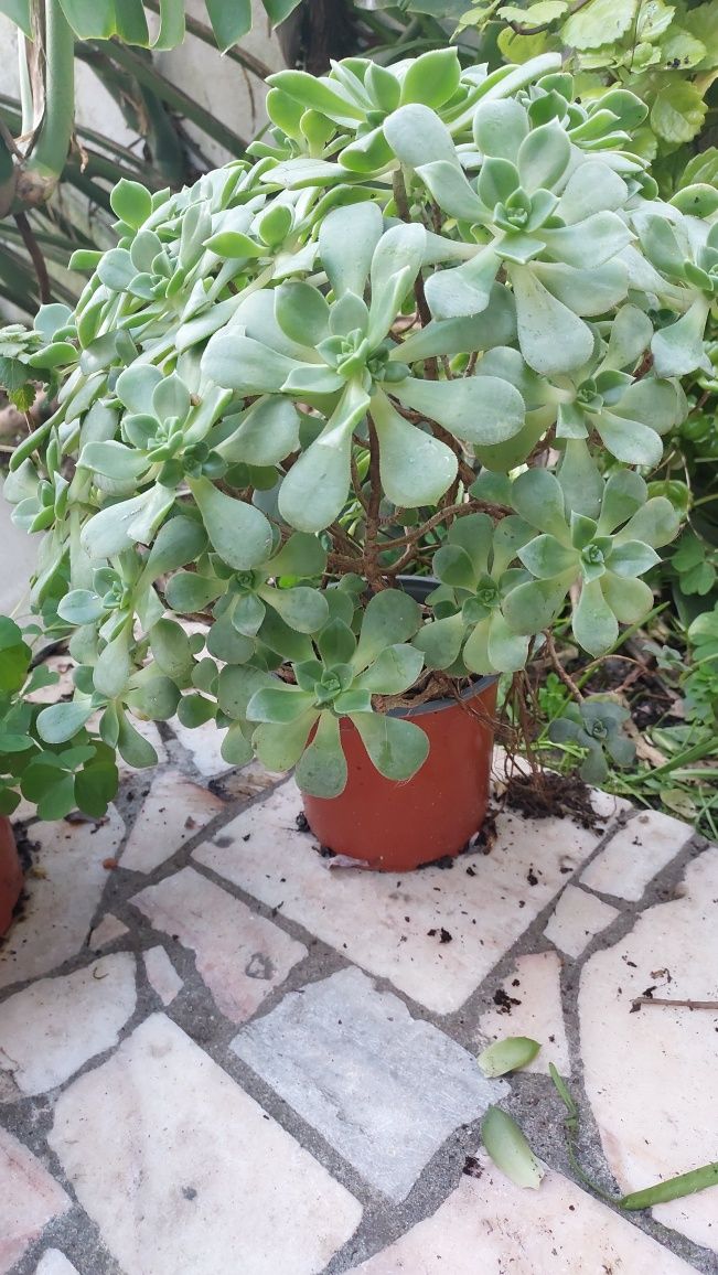 Flores vaso  médio