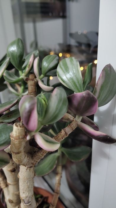 Crasulla variegata mała sadzonka