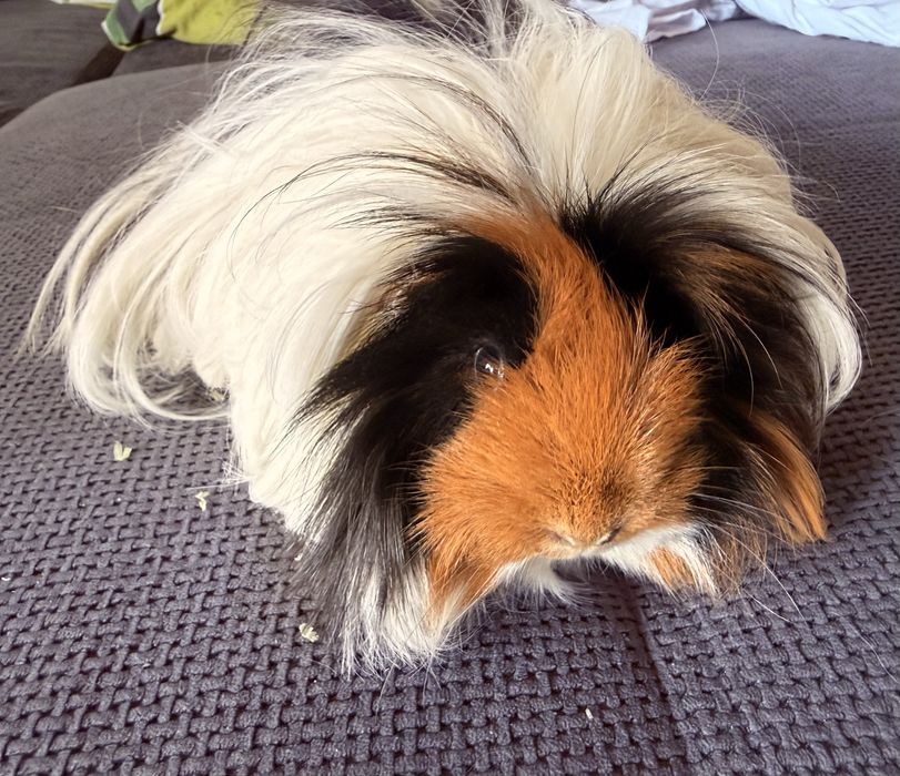 Świnki morskie peruwianki - długowłose. Razem z klatką.