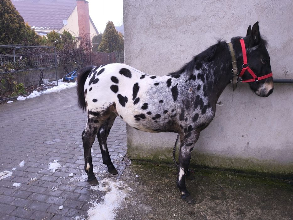Źrebak Tarant Fryz Małopolski