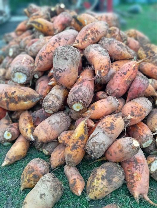 продам буряк кормовий жовтий