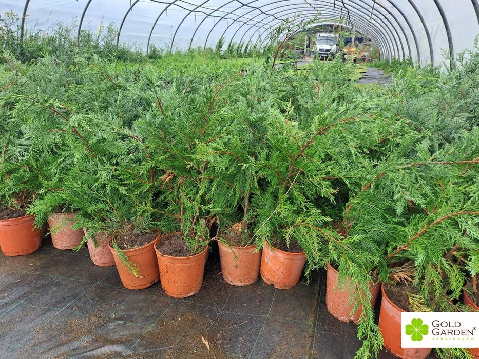 Cedro Leyland disponíveis! Sebe / Vedação / Jardim / Plantas / Árvores