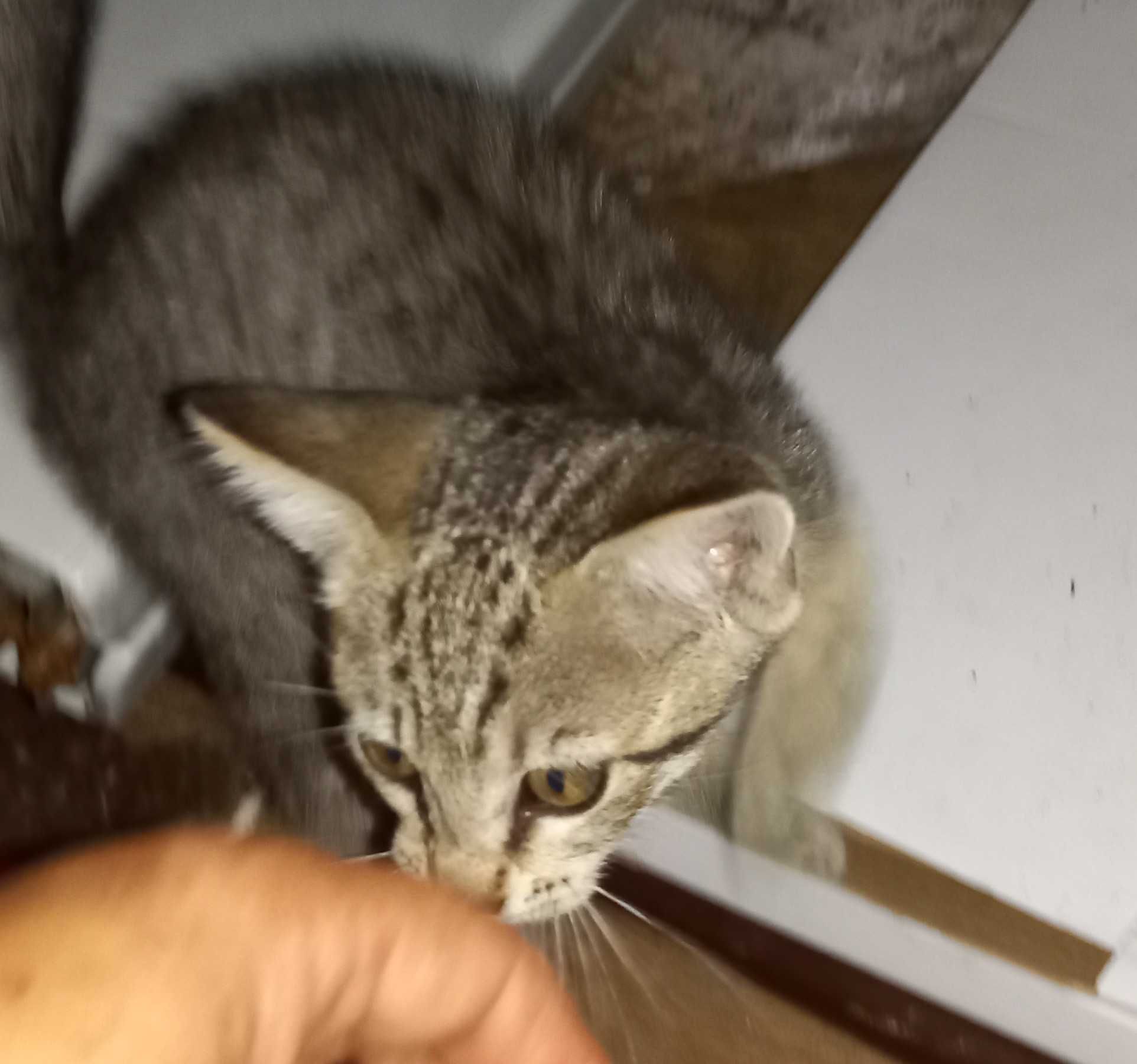 Gatinho de 2 meses (aproximadamente)