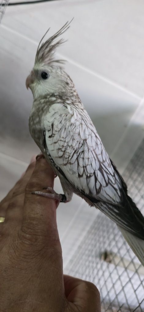 Varias aves domesticadas