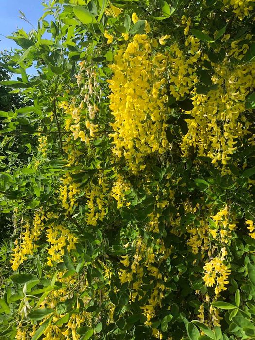 Бобівник золотий дощ