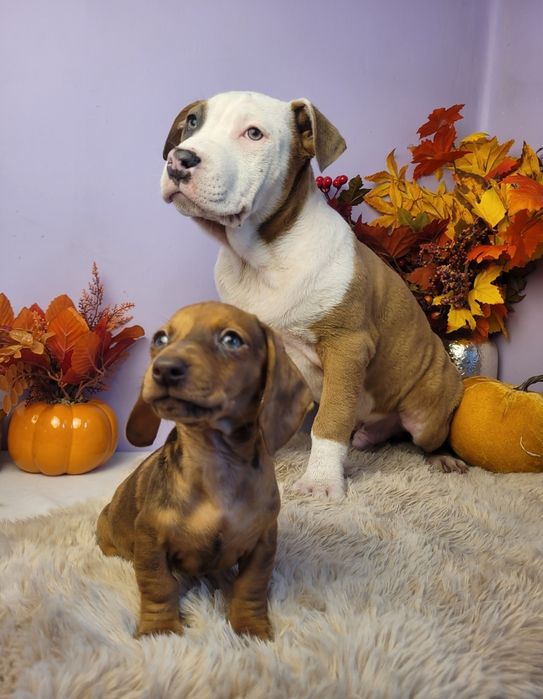 Rodzinny piesek Amstaff!