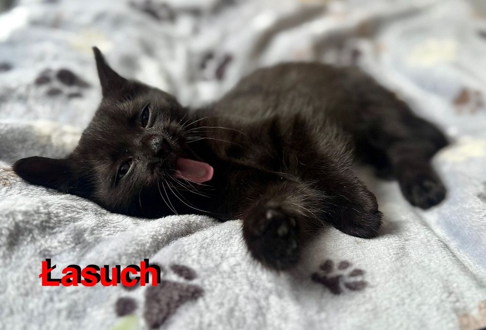 Łakotka, Łakotek i Łasuch maluszki do adopcji