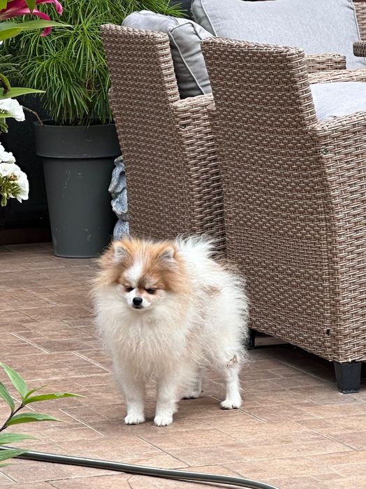 Cudowny Pomeraniana w wyjątkowym kolorze