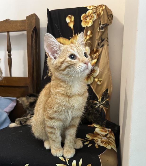 Małe kotki do adopcji