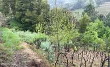Terreno  para venda