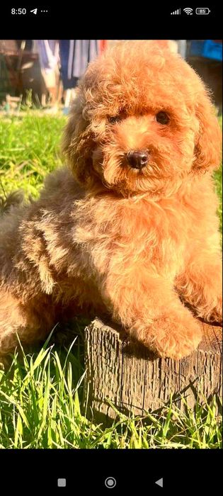 Маленька дівчінка міні яскравий колір