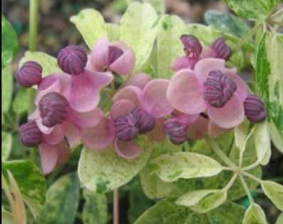 Akébia Quinatta Alba, Silver Bells, Variegata, Quinata, Trifoliata