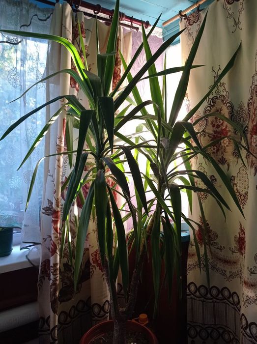 Юка 165см,пальма,вазон.рослини