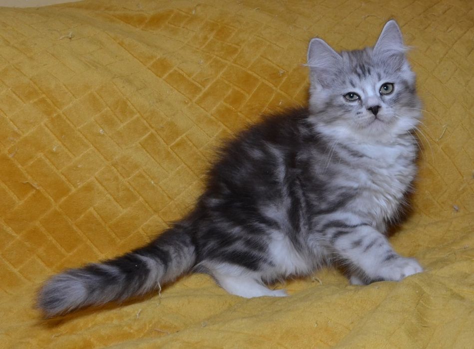 Rodowodowy kot syberyjski * kocurek Diamond * rodowód FPL/FIFE