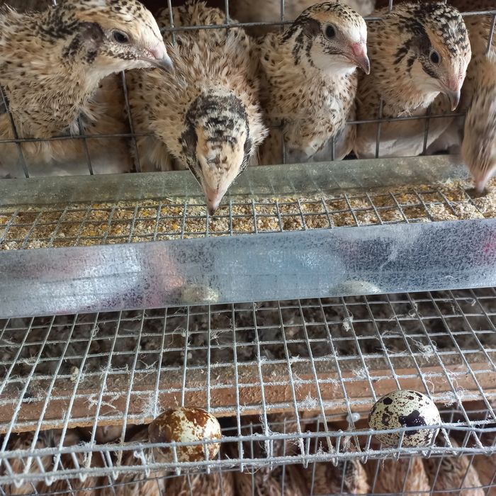 Перепілки несучки