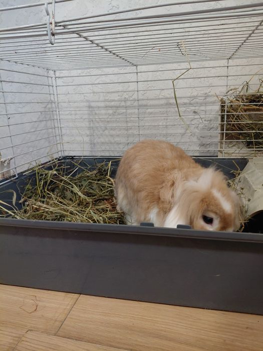 Продам гарну клітку із кроликом