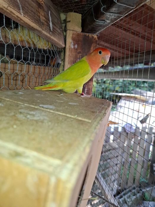 Diis casais de agapornis para cedencia