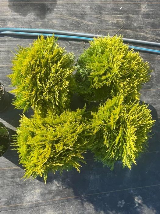 Туя смарагд-різні розміри-відправка